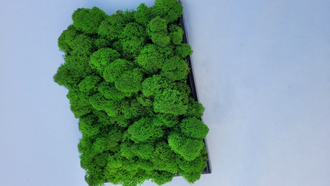 Картины из стабилизированного мха