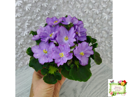 АВ-Девочка с Севера (Фиалковод) 2021 г.