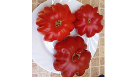 Лев минусинский