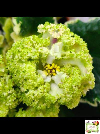 МТ-Яблочные Облака (М. Тотиева) 2023 г.