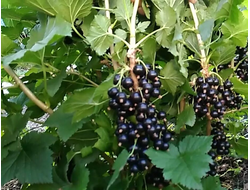 Рубен (черная смородина)