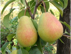 Груша Чижовская