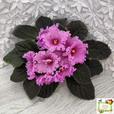 НК-Фанфан Тюльпан (Н.Козак) 2018 г. (лонг листва)