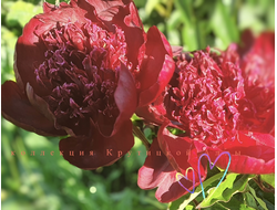 Пион Hot Chocolate ( Хот Чоколит)