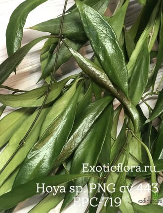 Hoya sp. PNG 443 epc 719