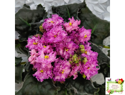 БР-Сочная Ягодка Люкс (С. и Н. Буркацкие) 2022 г.