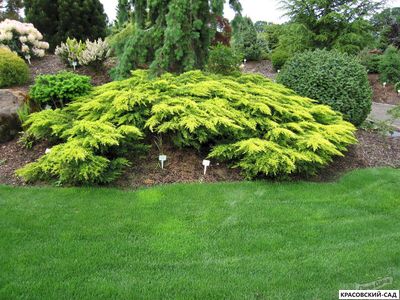 Можжевельник Даубс Фростед - Daub`s Frosted