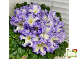 РМ-Франческа (Н. Скорнякова) 2019 г.