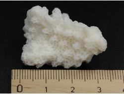 Коралл белый, коллекционный образец, Китай (35*30*19 мм, 8 г) №37627