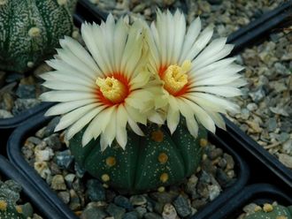 Astrophytum asterias f. Rio Grande City - 5 семян