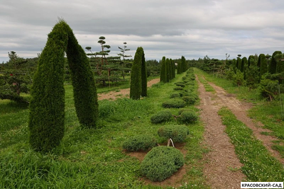 Ниваки - Бонсай садовый можжевельник Минт Джулеп - Mint Julep