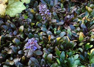 Живучка (Аюга) ползучая Блуберри Маффин