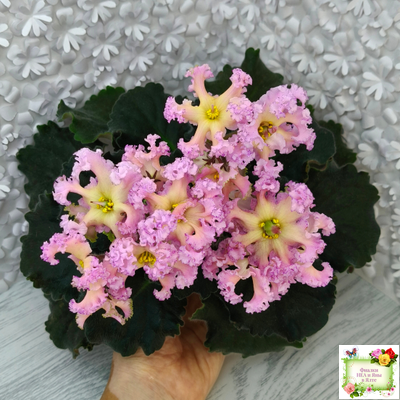 РМ-Оранжевое Лето (Н. Скорнякова) 2022 г.