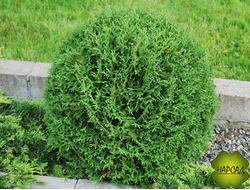 Туя западная "Тини Тим" (саженец 20 см)