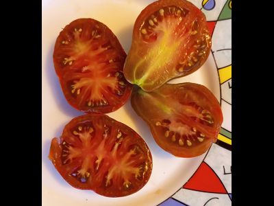 Томат Гном Морские колокольчики (Dwarf Maritime bells)