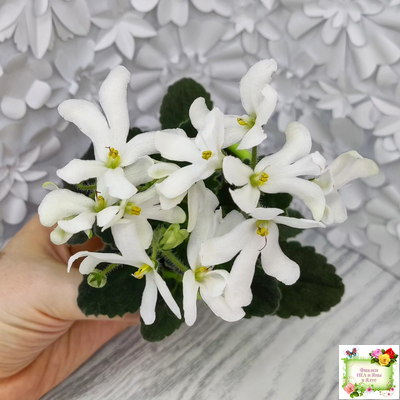 Lunar Lily white (Лунэ Лили уайт) (селекционер неизвестен)