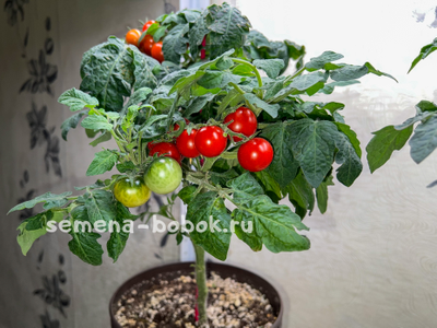 Томат Micro Tom  (Микро Том), 10 шт