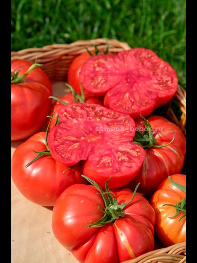 Томат Arnaldo (Арналдо), 10 шт