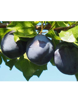 Слива Волат (среднеспел.)