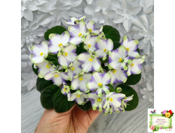 Марина Цветаева (А.Басенина) 2017 г. химера (укоренённый пасынок)