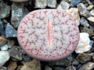 Lithops pseudotruncatella v. riehmerae (syn.edithiae) C097 (MG) - 10 семян