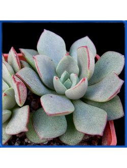Echeveria moranii