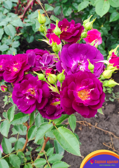 Миднайт Блю (Midnight Blue)