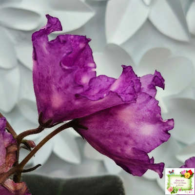 Nik-Кони в Яблоко  (Н. Булко) 2022 г. (пестролистный лонг)