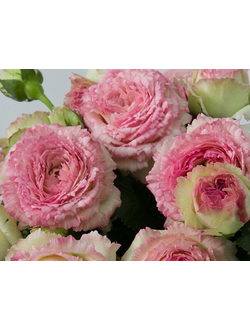 Лейс Эден Роуз (Lace Eden Rosa)