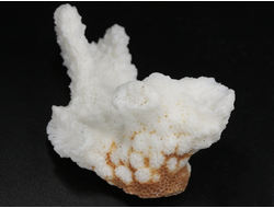 Коралл белый, коллекционный образец, Китай (66*51*30 мм, 42 г) №37699