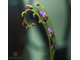 Drosera sp. South Africa