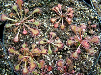 Drosera "Collinsiae"