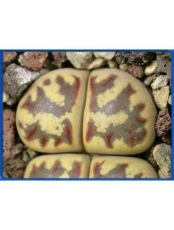 Lithops dorotheae C 300