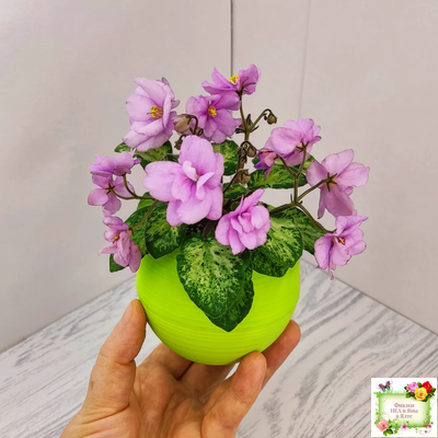 Trinket Terrific (E. Champion) (мозаичник)