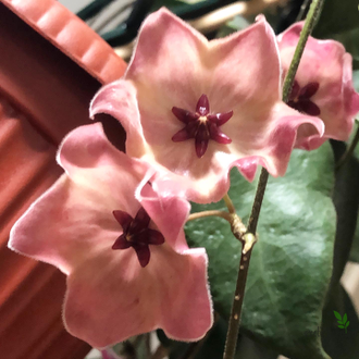 Hoya Patella Pink