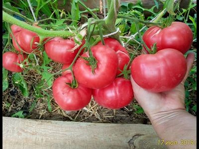 Томат Памяти Корнеева