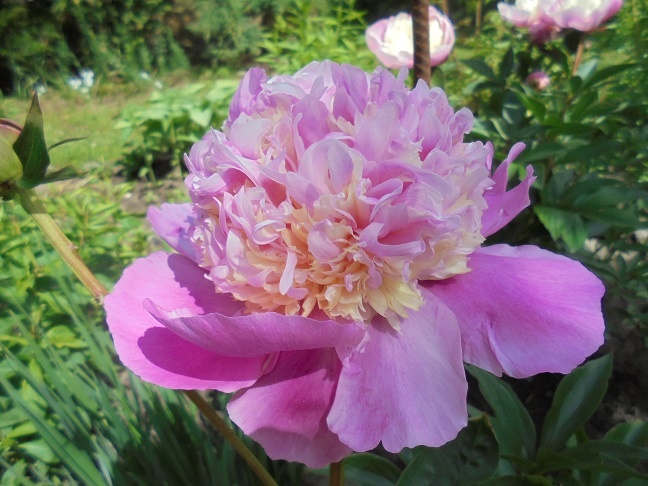 ПИОНЫ \PEONIA\ - олимпиада-80