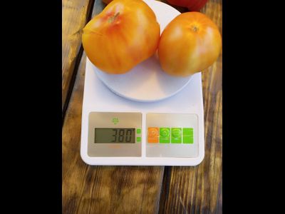 Томат Полосатые конфеты Уолтера (Walter’s Candy Stripes)