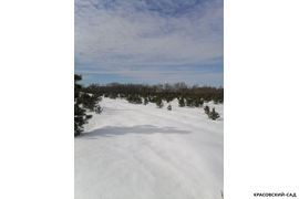 Кедр - фото 8 - питомник Красовский-Сад.рф