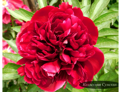Пион Red Monarch (Рэд Монарх)