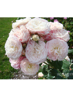 Роза Букет Парфе Bouquet Parfait