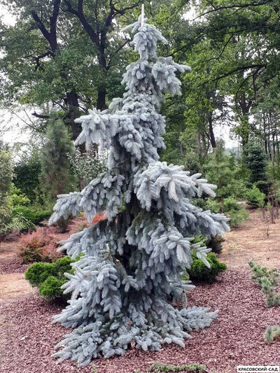 Ель Глаука Пендула - Glauca Pendula