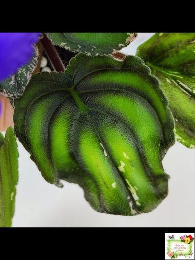 LV-БИГ (Л. Шевелева) 2024 г. трейлер (пасынок сорт посажен 15.08.25)