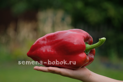 Перец сладкий Новгородец (название условное), 10 шт