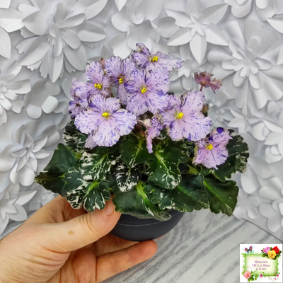 Н-Чехарда (Н. Бердникова) 2020 г. (пестролистный гёрл)