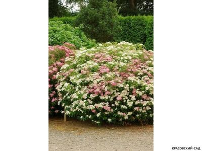 Спирея японская Генпей  Купить в красовский-сад.рф