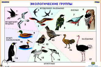 Зоология. Птицы (12 шт), комплект кодотранспарантов (фолий, прозрачных пленок)