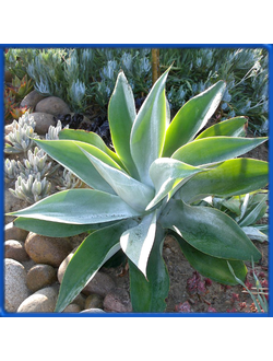 Agave attenuata