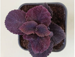 Колеус Avatar Black