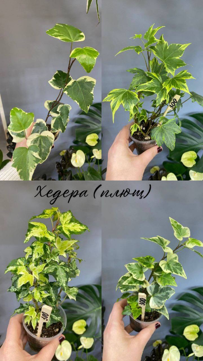 Хедера